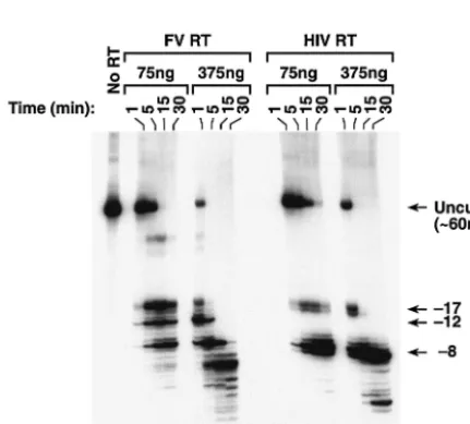 FIG. 5. RNA and DNA substrates used in the RNase H assays. (A) A long 5�The RNA sequence is sense strand and is derived from the sequence of the HIV-1 PPT and part of the HIV-1 U3 region (1)