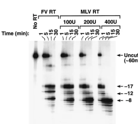 FIG. 8. RNase H activity of MLV RT and FV RT. The labeledRNA-DNA substrate shown in Fig