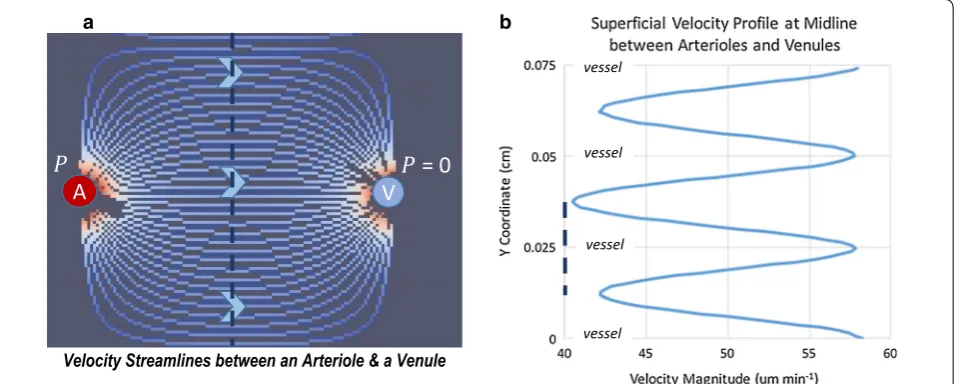 Fig. 4 Superficial velocity streamlines and velocity profile for venule; this pattern repeats between arteriole and venule pairs throughout the domain