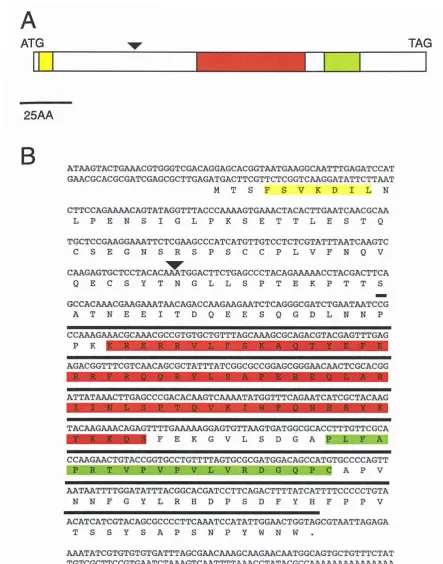 Figure 3.3: TheThe nucleotide sequence of the  vndl -Am cDNA. In both (A) and (B) yellow shading representsthe Ehl motif, red shading the homeodomain and green shading the NK2-SD