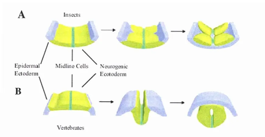 Figure 3.1: Comparison of nerve cord development in insects and vertebrates.