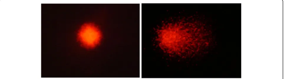Fig. 1 Typical comet images observed with SYBR Gold staining (Method 1)