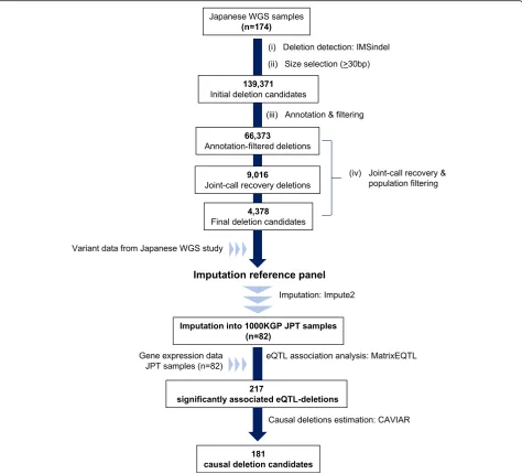 Fig. 1 Workflow of the current study. The figure briefly describes the workflow of the current study