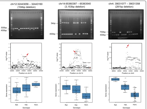 Fig. 4 Validation of imputed intermediate-sized deletions by PCR and association with gene expression