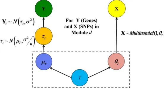 Figure 3.1: An illustration of a module with a single gene cluster denoted as Y and a single marker group denoted as X