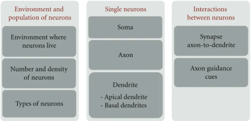 Figure 1: Schematic representation of a model of neocortical culture. Each block in the figure represents a set of related model components and model parameters that were selected from the literature.
