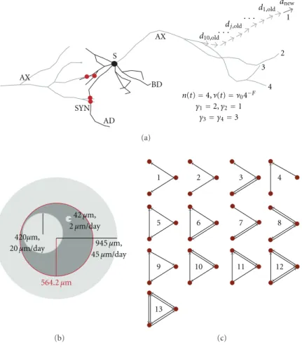 Figure 2: (a) shows one pyramidal neuron (simulation in CX3D) and its soma (S), axon (AX), basal dendrite (BD), and apical dendrite (AD)