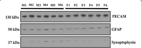 Fig. 1 Expression of endothelial cell, astrocyte, and neuronal marker proteins in brain microvessels isolated from male and female Sprague–Dawley rats