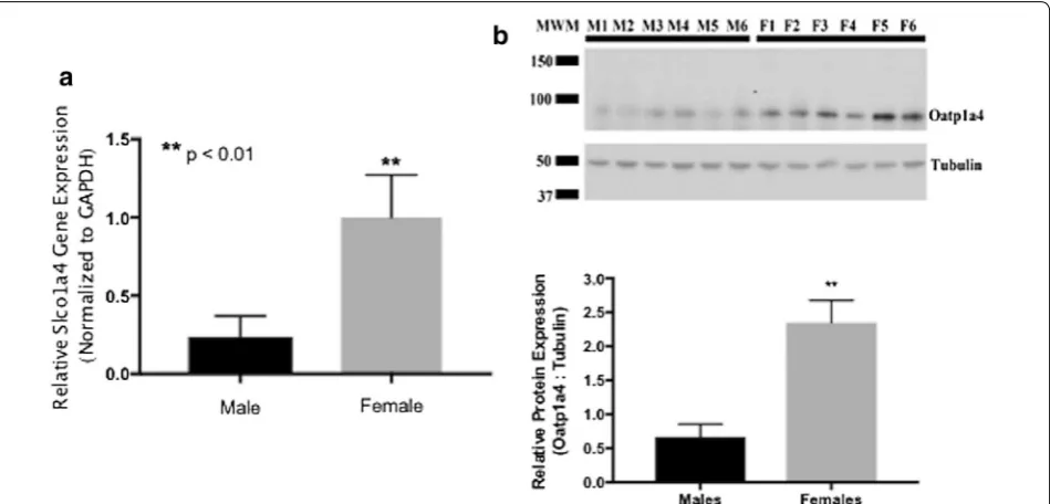 Fig. 2 Expression of blot showed a single Oatp1a4 band at 90 kDa and a single band associated with tubulin at 50 kDa