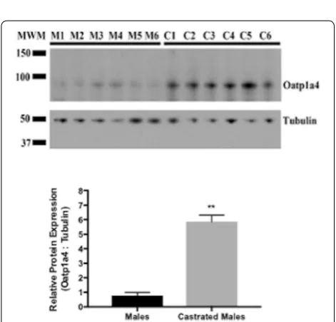 Fig. 4 Expression of Oatp1a4 protein in brain microvessels isolated from prepubertal male and female Sprague–Dawley rats