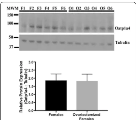 Fig. 7 Brain uptake of the Oatp transport substrate taurocholate in castrated male and ovariectomized female Sprague–Dawley rats