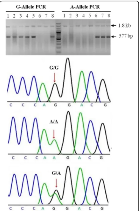 Fig. 1 Genotyping of the CYP2D6 rs3892097 (G/A) polymorphism byan allele-specific PCR assay and validation of genotypes by Sangersequencing
