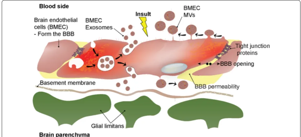 Fig. 1 Microvesicle (MV) and exosome biogenesis in brain endothelial cells. Upon inflammatory stimuli, brain endothelial cells respond by releasing MVs (microvesicles) and exosomes into the bloodstream and/or in theory perivascularly
