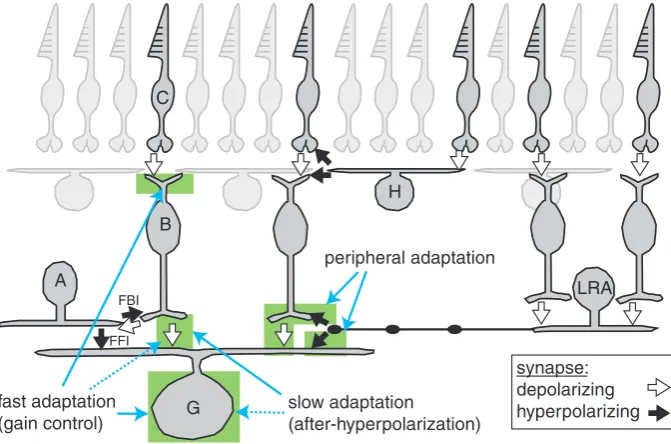 Figure 3. Multiple mechanisms for contrast adaptation in retinal ganglion cellsBasic retinal organization is illustrated with pathways connecting to an OFF ganglion cell (G)
