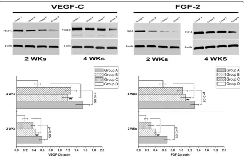 Figure 10 Western blot results of VEGF-C and FGF-2 of each group at 2 and 4 weeks demonstrated increased protein expression inGroup A