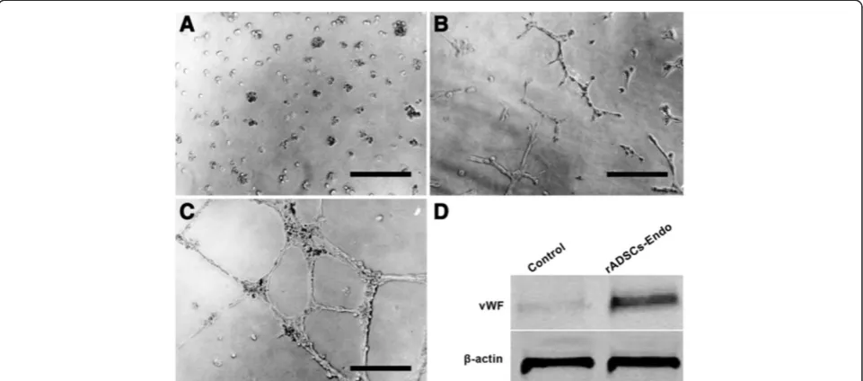 Figure 6 SEM photomicrograph of rADSC/nHA-PA 66 scaffold composite. A: At 3 days after seeding