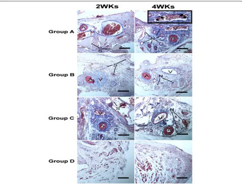 Figure 7 Histological observation of the scaffolds of group A, B, C and D at 2 and 4 weeks after implantation