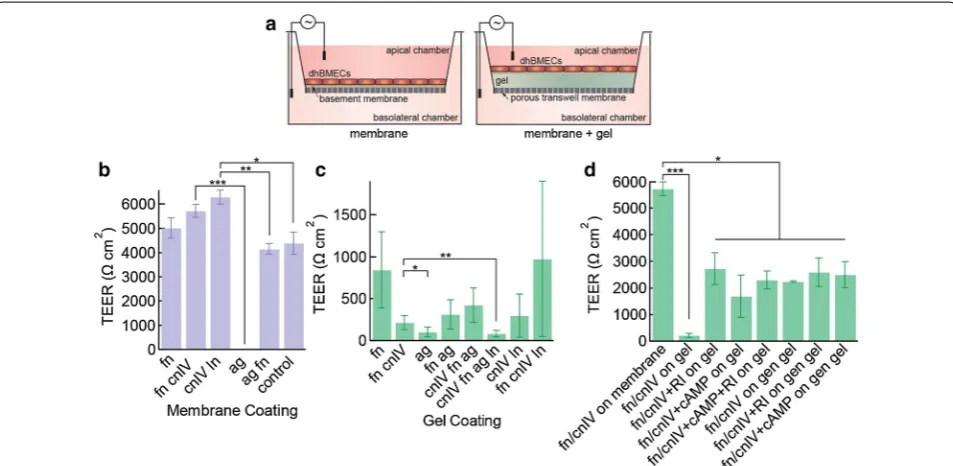 Fig. 2 Barrier function of dhBMEC monolayers. a Schematic illustration of transwell assay for TEER measurements for dhBMEC monolayers on coated membranes or collagen I gels and membrane coatings