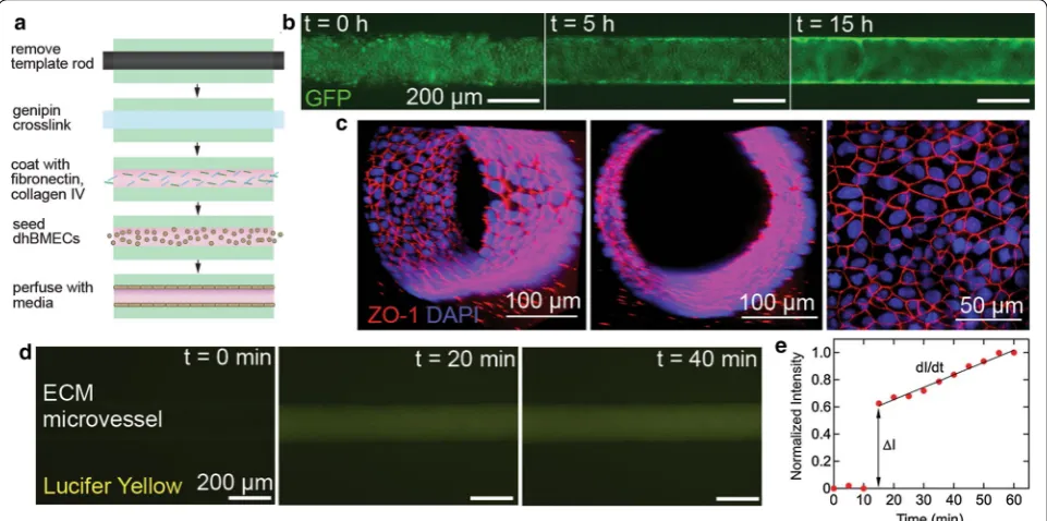 Fig. 4 Functional microvessels formed from dhBMECs. a Schematic of microvessel construction