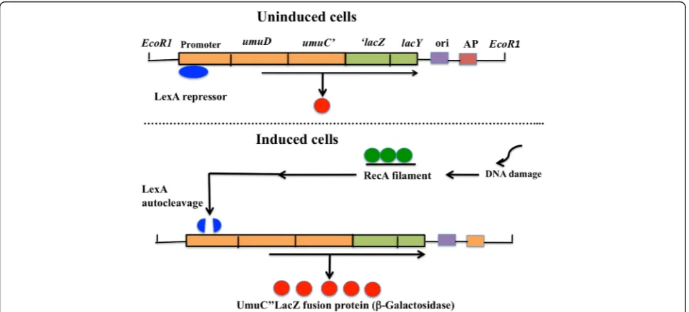 Fig. 1 Schema showing the principle of umu test using umuC”lacZ fusion gene. In uninduced cells, the LexA repressor protein, acts to repress bybinding to operator sequences (called an SOS box) upstream from umu operon