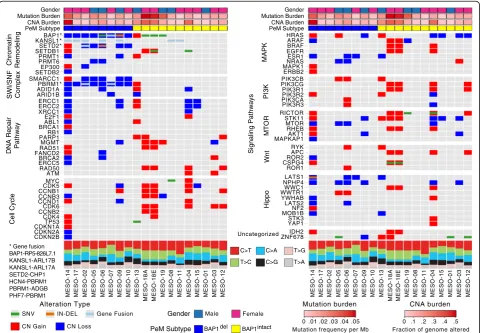 Fig. 1 Integrated molecular comparison of somatic alterations across peritoneal mesothelioma subtypes