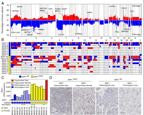 Fig. 2 Landscape of copy number aberrations in PeM.samples. a Aggregate copy number alterations by chromosome regions in PeM