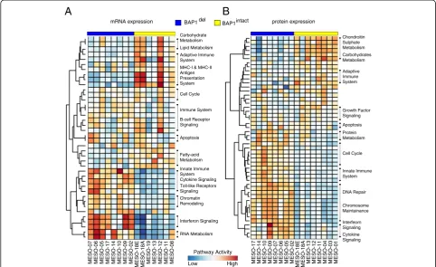 Fig. 3 Transcriptome and proteome profile of PeM. Pathway enrichment of top 500 differentially expressed genes between PeM subtypesobtained using a mRNA expression and b protein expression