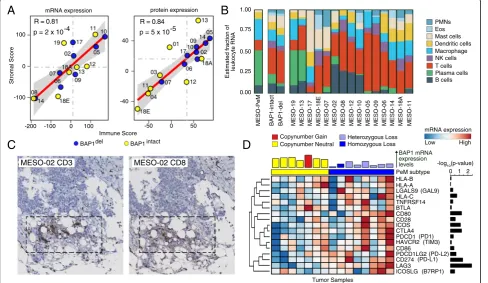Fig. 4 Immune cell infiltration in PeM.immunohistochemistry showing immune cell infiltration onon the bar indicate a Correlation between immune score and stromal score derived for each tumor sample using mRNA expressionand protein expression