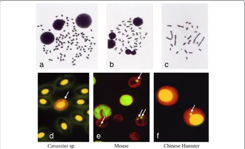 Fig. 1 Comparison of the appearance between karyotypes and micronucleated cells. Karyotype and micronucleus (arrow) of fresh water fish(Carassius sp.) (a and d), mouse (b and e), and Chinese hamster (c and f)