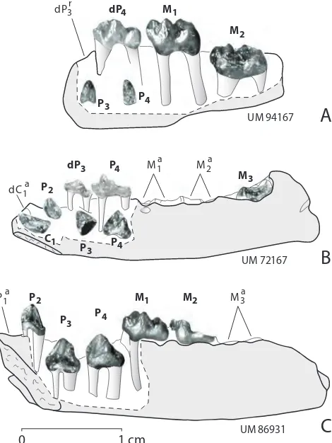 FIGURE 3 — Right dentary of Cantius abditus, UM 86931, from University of Michigan locality MP-16 (Wasatchian zone Wa-5) in the McCullough Peaks area of the northern Bighorn Basin, Wyoming