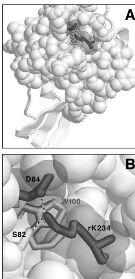 FIG. 6. Model for the close proximity of D84 and rK234 in theSU-receptor complex. The amino acid sequence of the MoMLV RBD