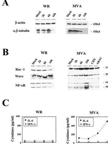 FIG. 5. Validation of microarray data by protein level and comparison between MVA and WR infections