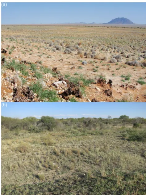 Figure 2. (a) Grass-dominated Nama-karoo vegetation nearGrunau, Namibia. Photo: D. H. Urrego