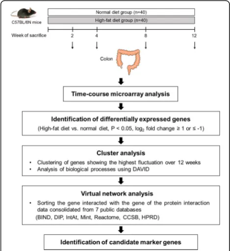 Fig. 1 Schematic flow chart of the study design representing time-course microarray analyses (2, 4, 8, and 12 weeks) of the colon tissueof C57BL/6N mice fed normal or high-fat diet