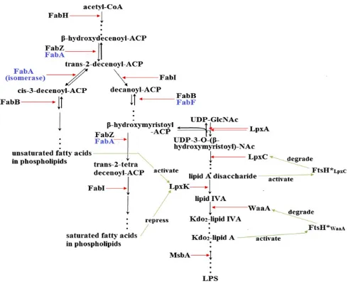 Fig. 2.Role of fatty acid biosynthesis on LpxC regulation. Growth condi-tions are described in SI Appendix