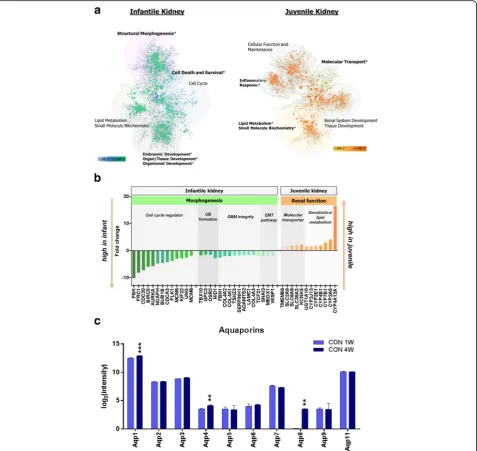 Fig. 3 Identification of significant genes related to postnatal renal development.levels of aquaporin family with age support that functional maturation were taking place in the kidneys of infant and juvenile mice.asterisk Distinctive functional network of