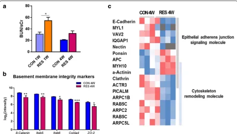 Fig. 5 Disorders in basement membrane integrity by prolonged dehydration. a An increase in BUN/sCr level in the dehydration group comparedto the control group