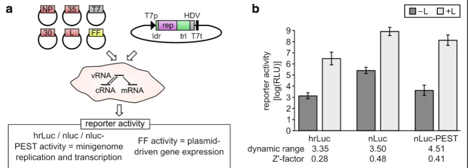 Fig. 1 Minigenome optimization.reporters, either Renilla luciferase (hrLuc), nano-luciferase (nLuc) or a nano-luciferase with an attached PEST-sequence (nLuc-PEST), were tested inthe assay shown in panelactivity for each construct