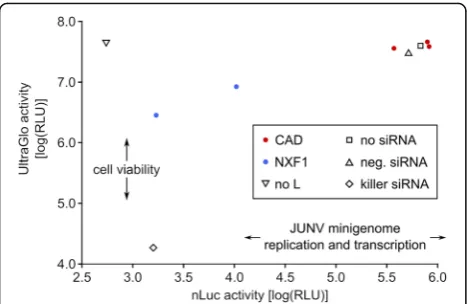 Fig. 3 Effect of CAD knockdown on Junín virus minigenomereplication and transcription