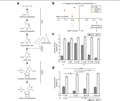 Fig. 4 Effects of teriflunomide on minigenome replication and transcription. a De novo pyrimidine synthesis pathway