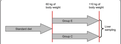 Fig. 1 Experimental design. The first stage of feeding was composedALA, which contained 660 mg and 64 mg/100 g diet, respectively; andthe control (C) groupof a standard diet until the pigs reached 60 kg in body weight