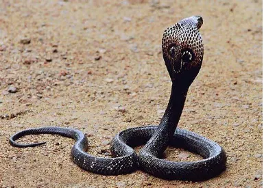 Figure-9.  Spectacle pattern on hood of cobra 