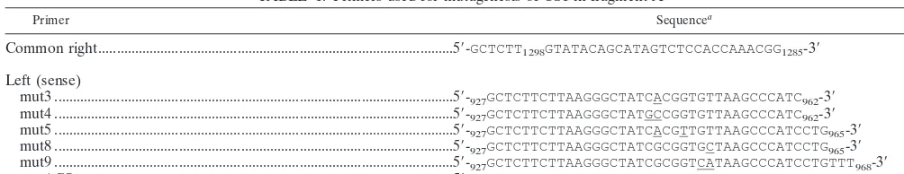 FIG. 1. A59 genome organization and replicase antibodies. The A59 genome is 32 kb long