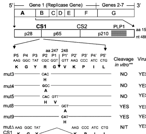 FIG. 2. Mutagenesis of CS1. (Top) Organization and relative sizesof cDNA fragments A to G used for assembly of full-length MHV