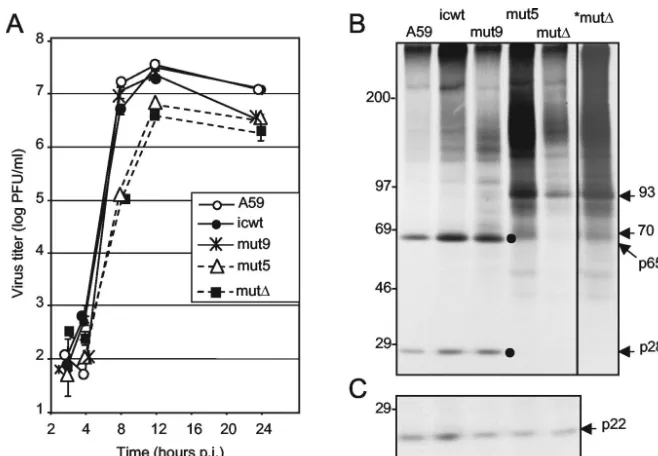 FIG. 6. Growth and protein expression of CS1 deletion mutant mutCS1. (A) Viral growth
