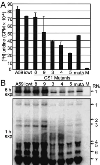 FIG. 7. RNA synthesis in CS1 mutants. (A) Metabolic labeling ofviral RNA. DBT cells were mock infected (M) or infected with A59,