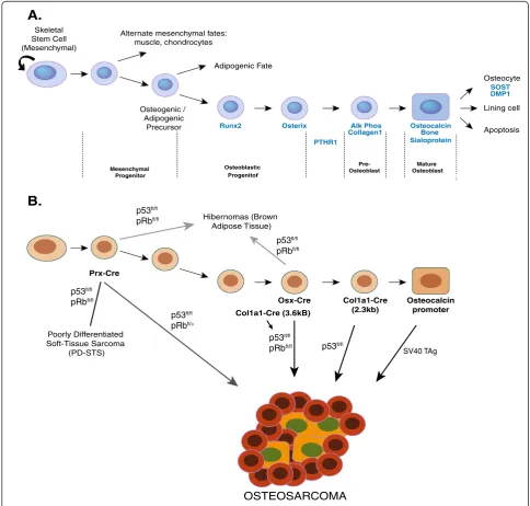 Figure 1 Schematic representation of osteoblastic lineage commitment and differentiation from mesenchymal progenitors and thethe putative cells expressing the Cre