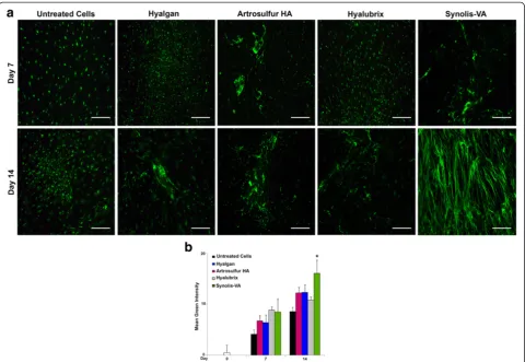 Fig. 3 Collagen type I, expression of tendon derived cells in vitro culture isolated from 9 healthy patients, and staining as described in material andSynolis-VA® induced the expression of collagen type I significantly after 14 d of in vitro culture