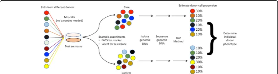 Fig. 1 Workflow of how our method is used for testing cells from multiple donors en masse