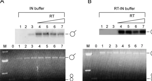 FIG. 10. Effect of RT on the joining reaction by IN. (A) Effect of RT on joining reactions by IN using standard IN buffer